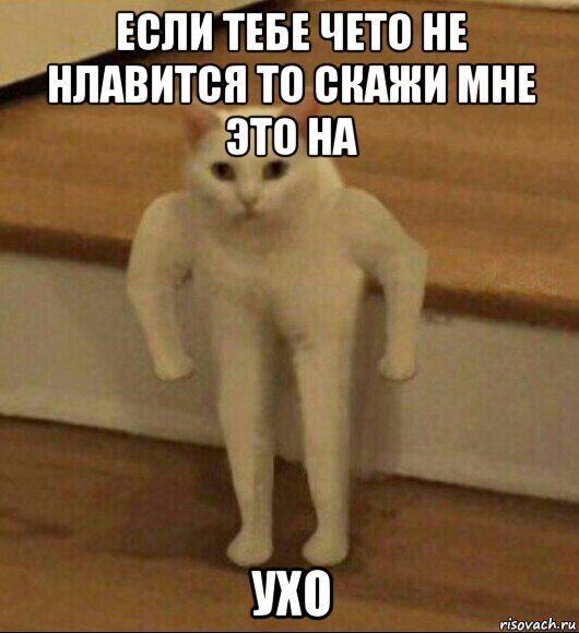 если тебе чето не нлавится то скажи мне это на ухо, Мем  Полукот