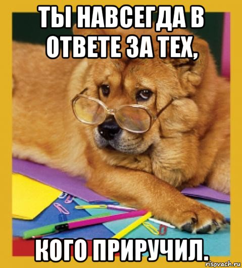 ты навсегда в ответе за тех, кого приручил.