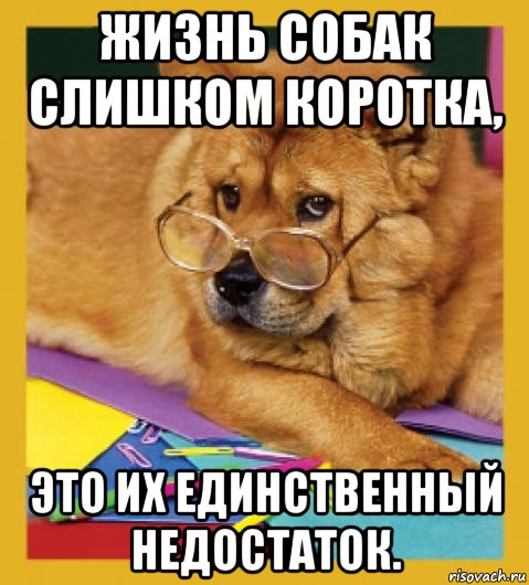 жизнь собак слишком коротка, это их единственный недостаток.