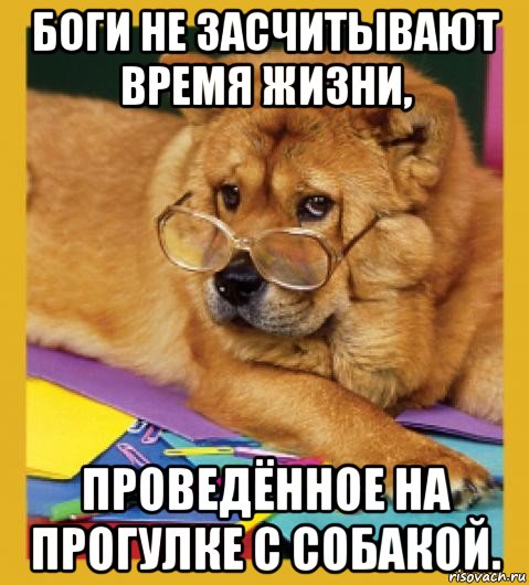 боги не засчитывают время жизни, проведённое на прогулке с собакой.