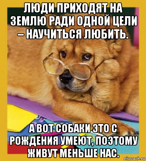 люди приходят на землю ради одной цели – научиться любить. а вот собаки это с рождения умеют, поэтому живут меньше нас.