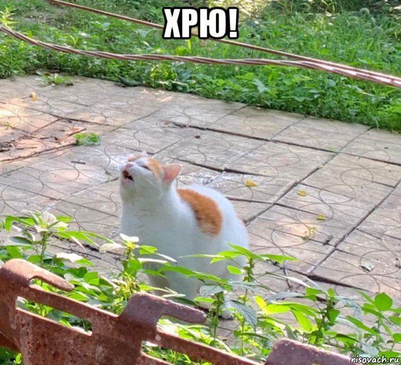 хрю! 