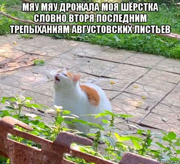 мяу мяу дрожала моя шёрстка словно вторя последним трепыханиям августовских листьев 
