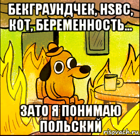 бекграундчек, hsbc, кот, беременность... зато я понимаю польский
