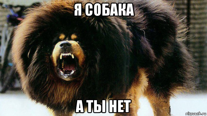я собака а ты нет