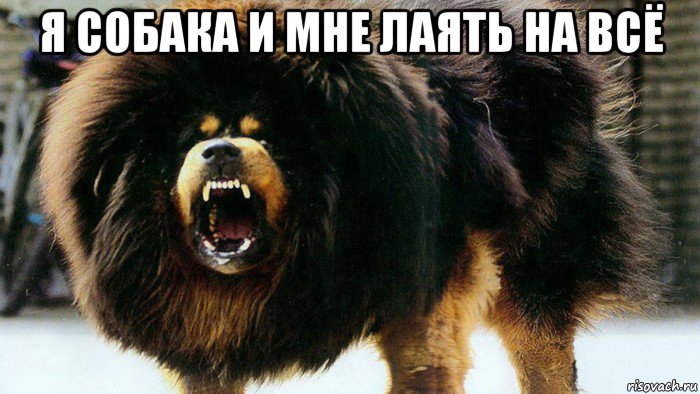 я собака и мне лаять на всё 