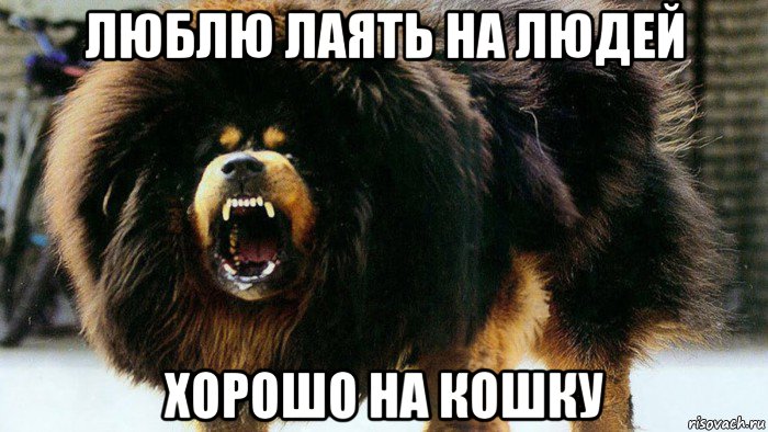 люблю лаять на людей хорошо на кошку