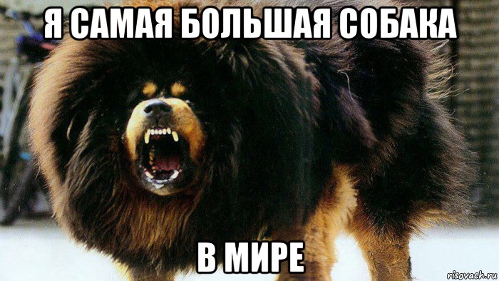 я самая большая собака в мире