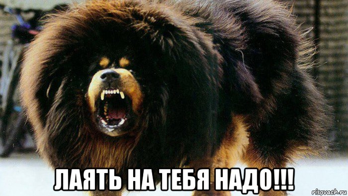  лаять на тебя надо!!!