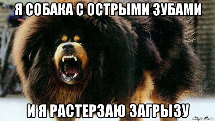 я собака с острыми зубами и я растерзаю загрызу
