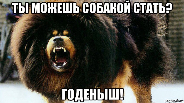 ты можешь собакой стать? годеныш!