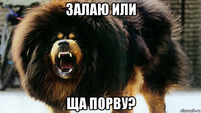 залаю или ща порву?