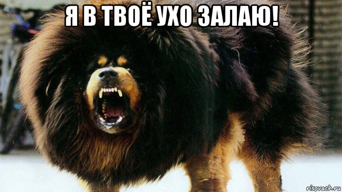 я в твоё ухо залаю! 