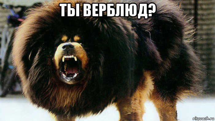 ты верблюд? 