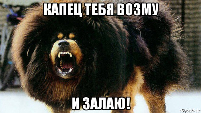 капец тебя возму и залаю!