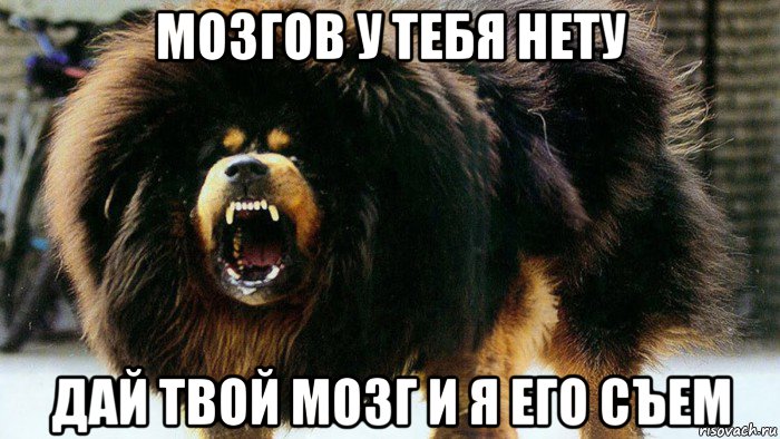 мозгов у тебя нету дай твой мозг и я его съем
