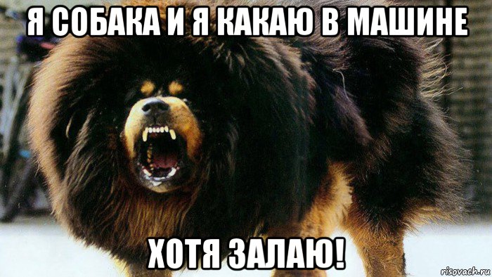 я собака и я какаю в машине хотя залаю!