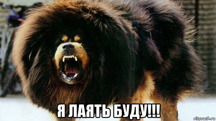  я лаять буду!!!