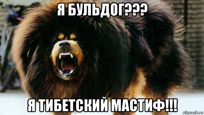 я бульдог??? я тибетский мастиф!!!
