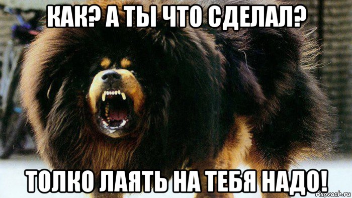 как? а ты что сделал? толко лаять на тебя надо!