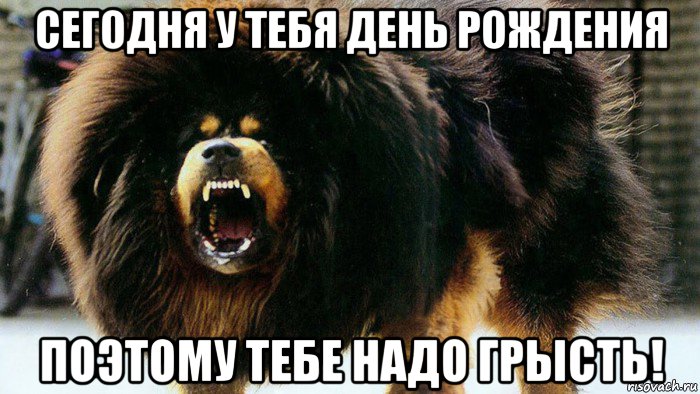 сегодня у тебя день рождения поэтому тебе надо грысть!