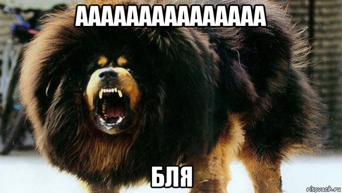 ааааааааааааааа бля