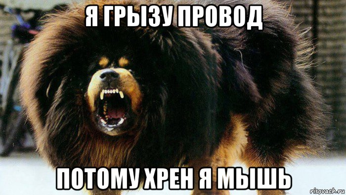я грызу провод потому хрен я мышь