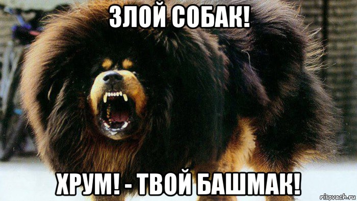 злой собак! хрум! - твой башмак!