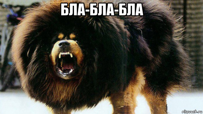 бла-бла-бла 