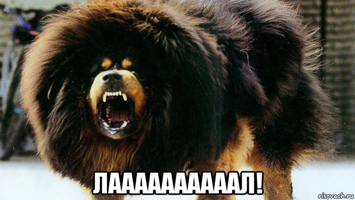  лаааааааааал!