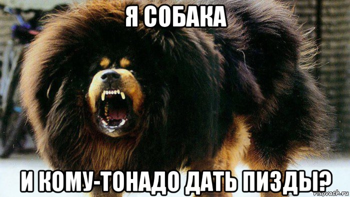 я собака и кому-тонадо дать пизды?