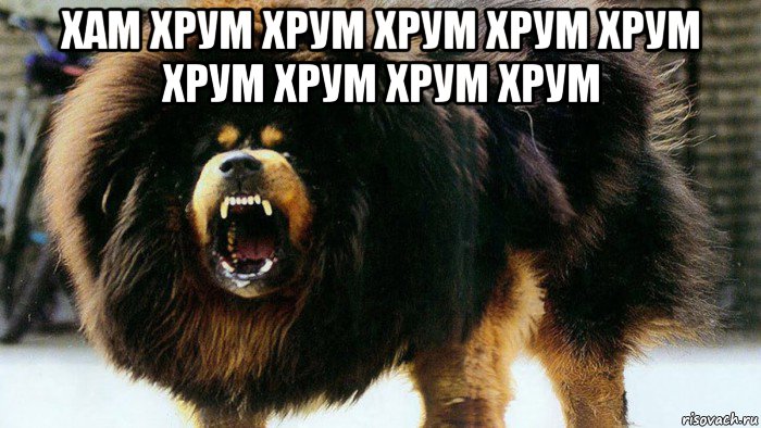 хам хрум хрум хрум хрум хрум хрум хрум хрум хрум 