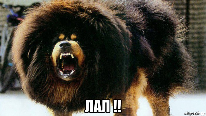  лал !!