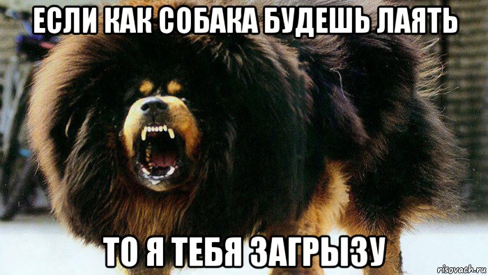если как собака будешь лаять то я тебя загрызу
