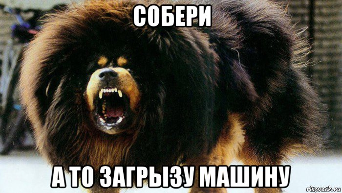 собери а то загрызу машину