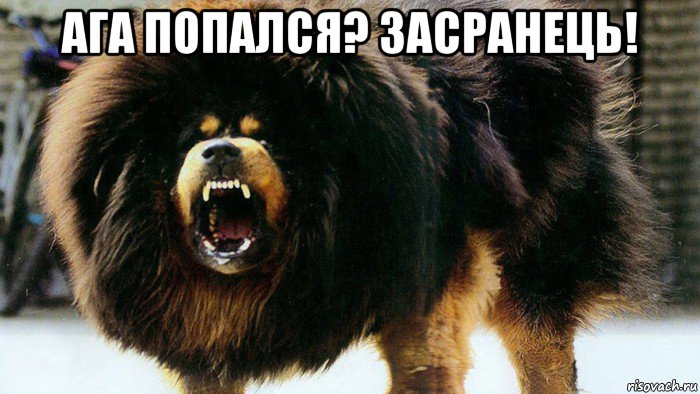 ага попался? засранець! 