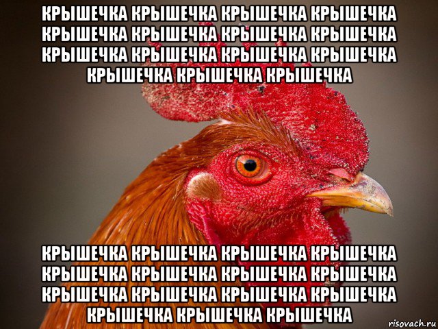 крышечка крышечка крышечка крышечка крышечка крышечка крышечка крышечка крышечка крышечка крышечка крышечка крышечка крышечка крышечка крышечка крышечка крышечка крышечка крышечка крышечка крышечка крышечка крышечка крышечка крышечка крышечка крышечка крышечка крышечка, Мем Типичный петух-совок