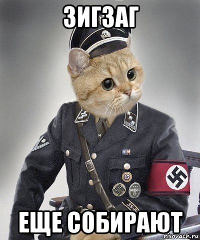 зигзаг еще собирают, Мем зига кот