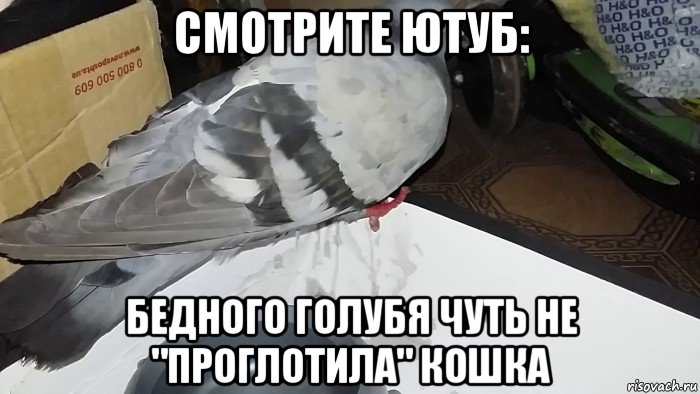 смотрите ютуб: бедного голубя чуть не "проглотила" кошка