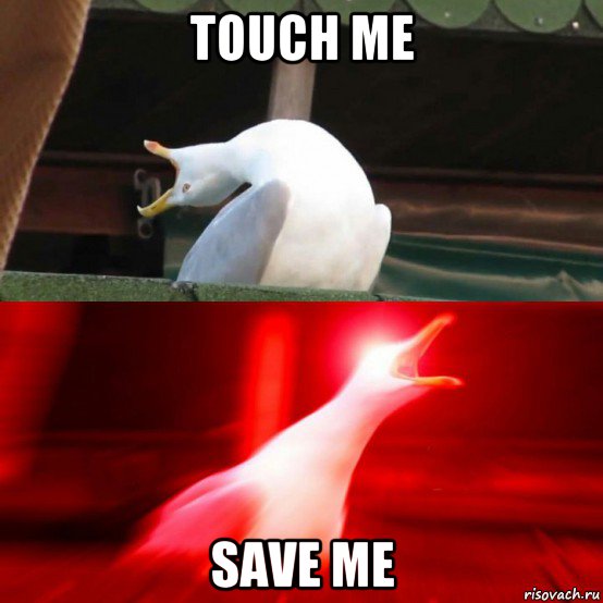 touch me save me, Мем Чайка орёт