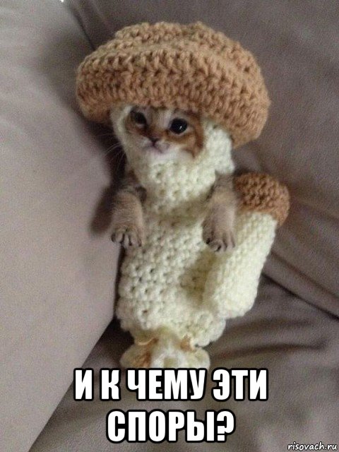  и к чему эти споры?, Мем гриб