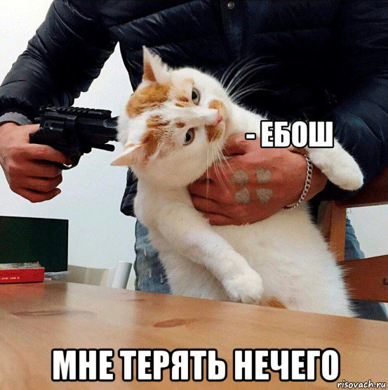  мне терять нечего, Мем  Кот ЕБОШ