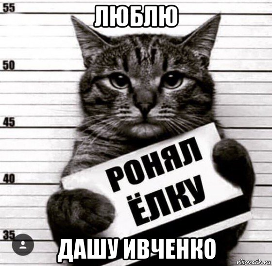 люблю дашу ивченко, Мем Кот-преступник