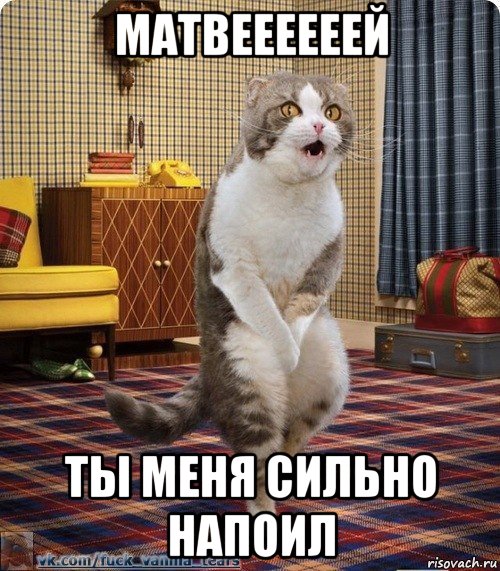 матвеееееей ты меня сильно напоил, Мем кот