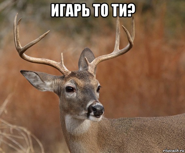 игарь то ти? 