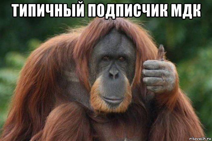 типичный подписчик мдк 