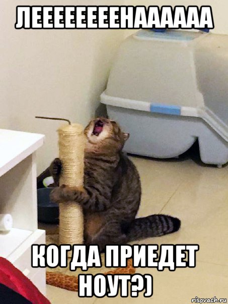 леееееееенаааааа когда приедет ноут?), Мем Орущий кот
