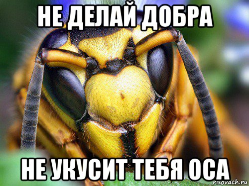 не делай добра не укусит тебя оса