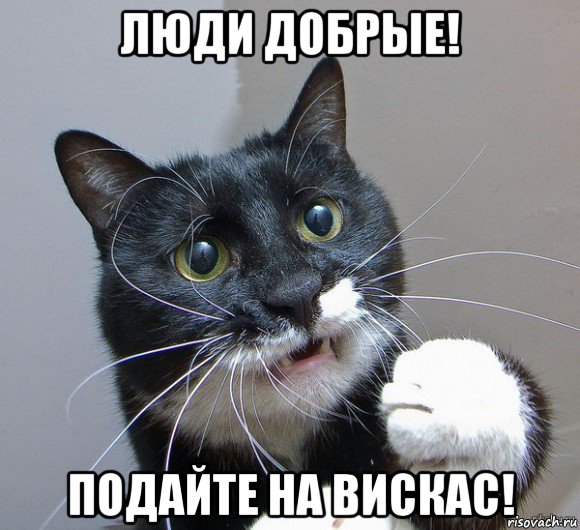 люди добрые! подайте на вискас!, Мем Печальный кот