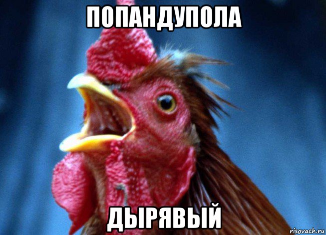 попандупола дырявый, Мем Петух